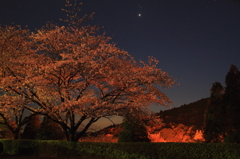 艶やかな桜