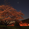艶やかな桜