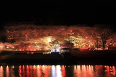 夜桜