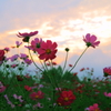 夕日とコスモス