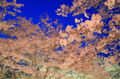 夜桜