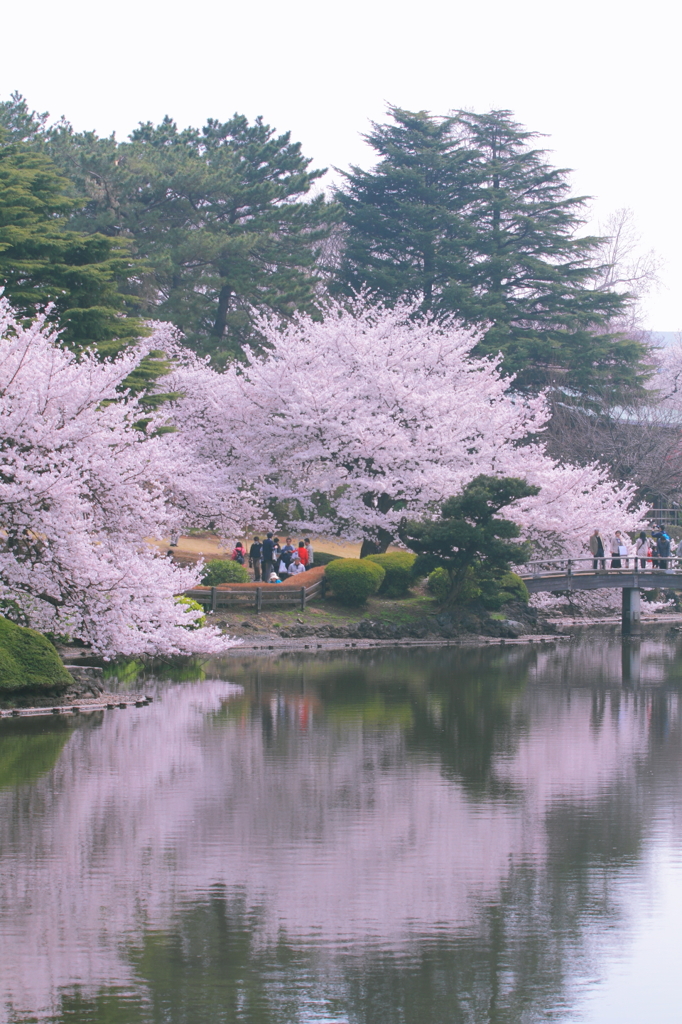 水鏡に映る桜