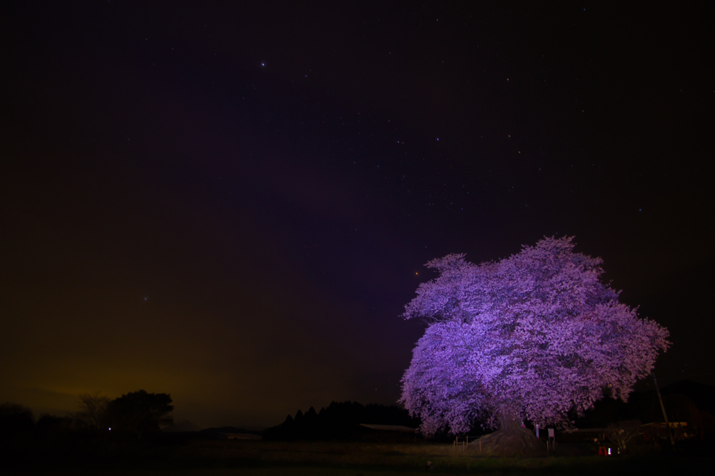 星降る夜の夢みる桜