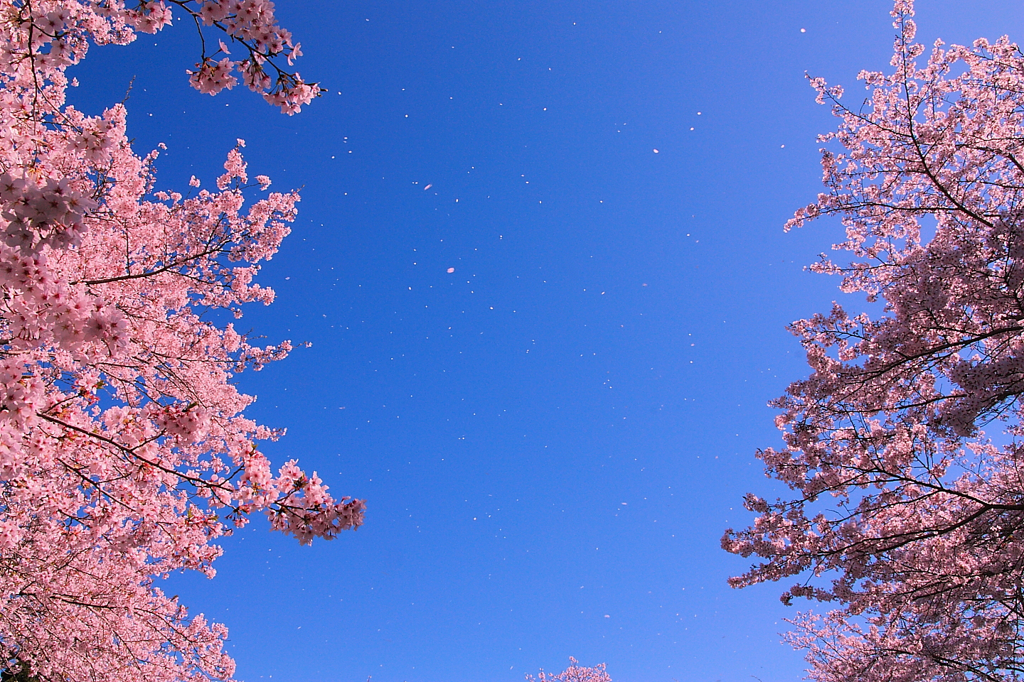 桜舞い散る