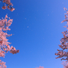 桜舞い散る
