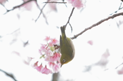 花鳥風月