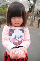 さくらむすめ