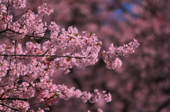 桜の蜜集め