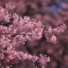桜の蜜集め