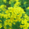 春爛漫