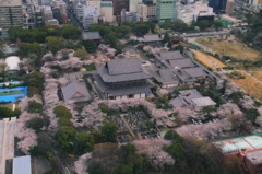 桜色の増上寺