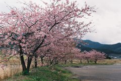 桜並木