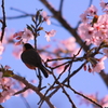 さくらととり