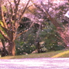 さくら吹雪