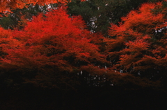 紅く燃える
