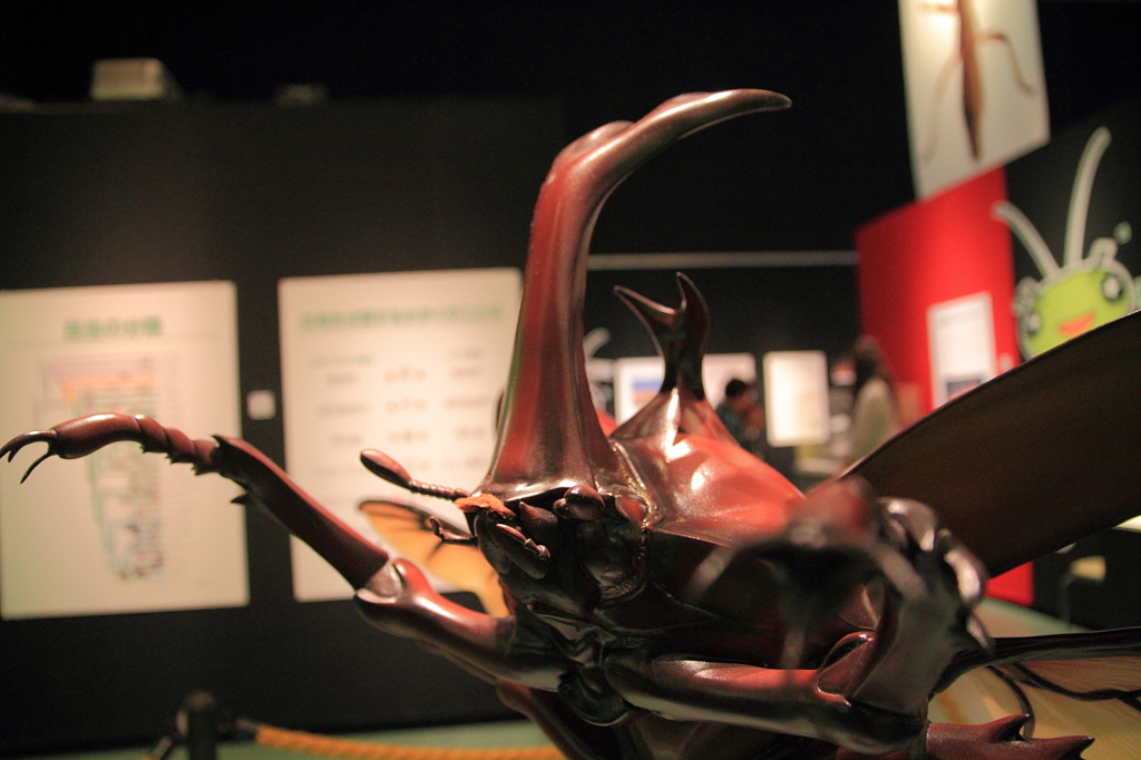 大きなカブトムシ