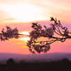 夕暮れの桜