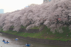 水辺に向かう桜並木