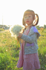 a bouquet of dandelion