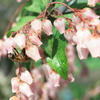 甘い蜜