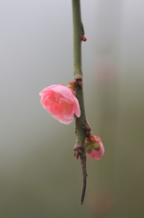 梅