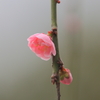 梅