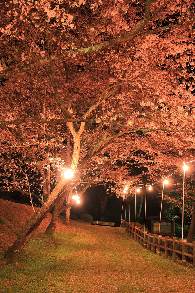 夜桜