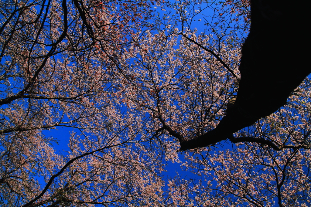 満天の桜空