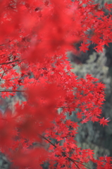 紅く燃ゆる