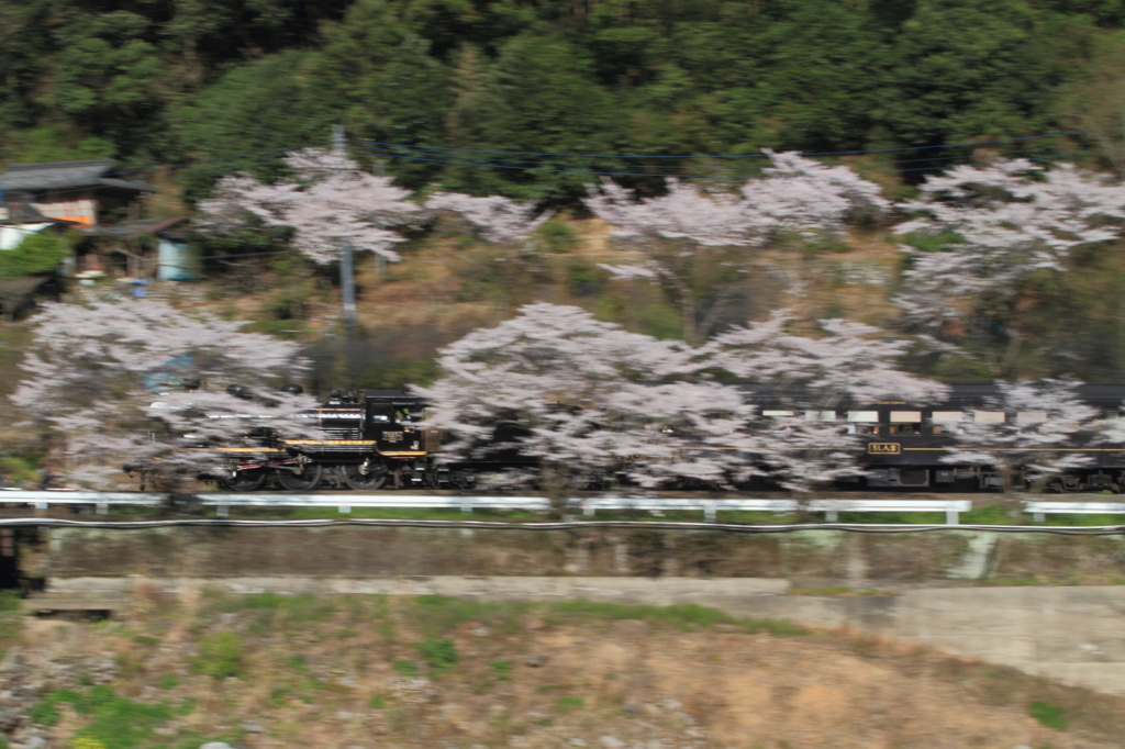 桜とSL人吉