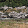 桜とSL人吉