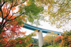 紅葉の木陰