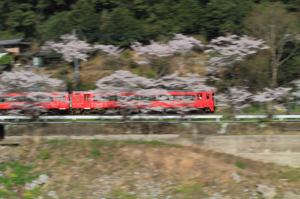 赤い電車とピンクの桜