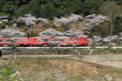 赤い電車とピンクの桜
