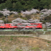 赤い電車とピンクの桜