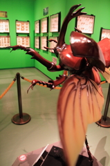大きなカブトムシ