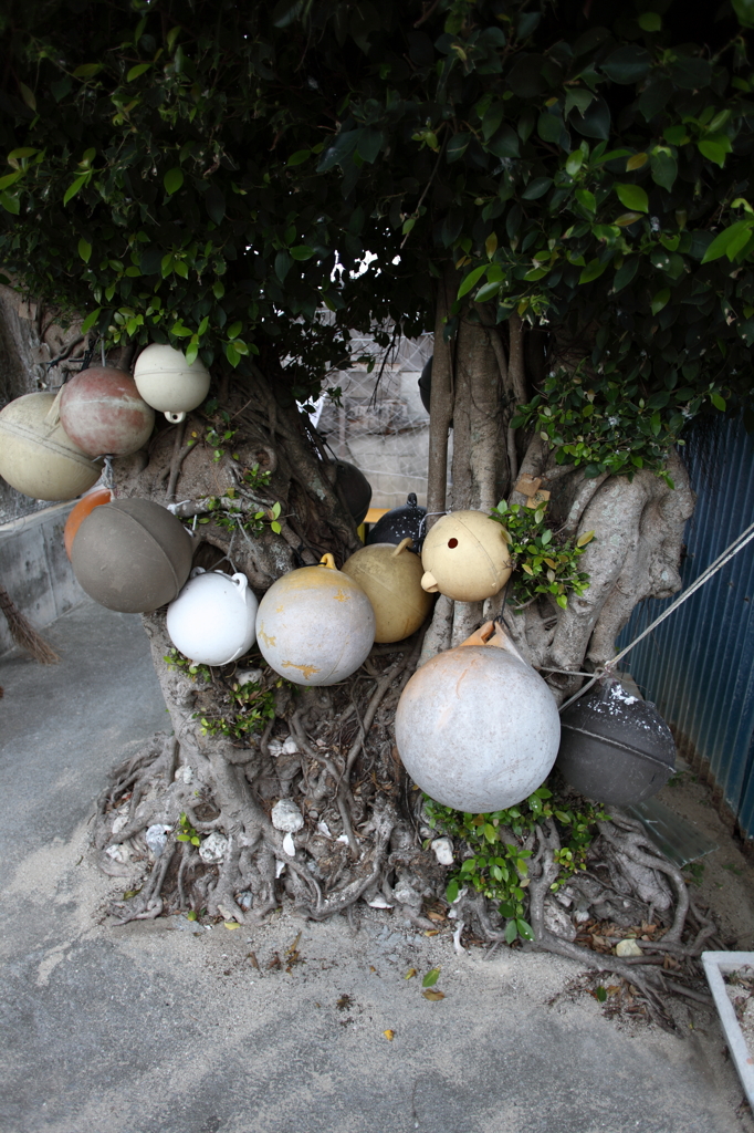 漁師町のガジュマル