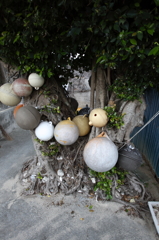 漁師町のガジュマル