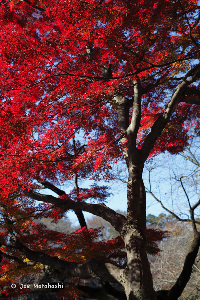 紅色に染まって