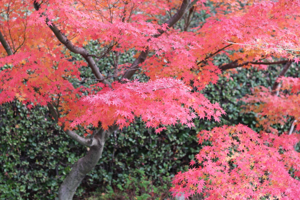 最後の紅葉