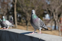 にらめっこ