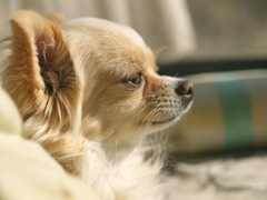 INU