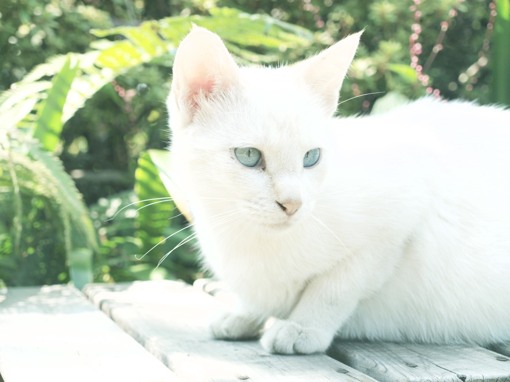 ねこさま