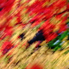 紅葉乱舞