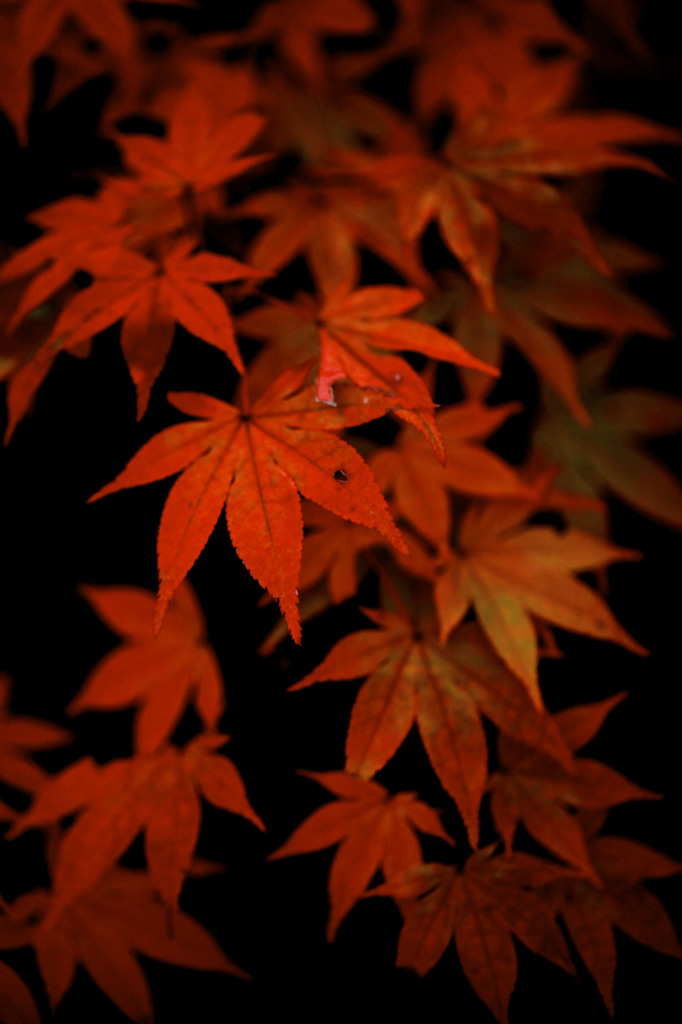 日本の秋