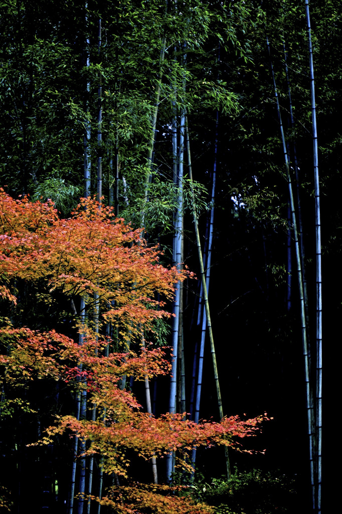 竹林と紅葉