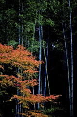 竹林と紅葉