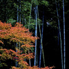 竹林と紅葉