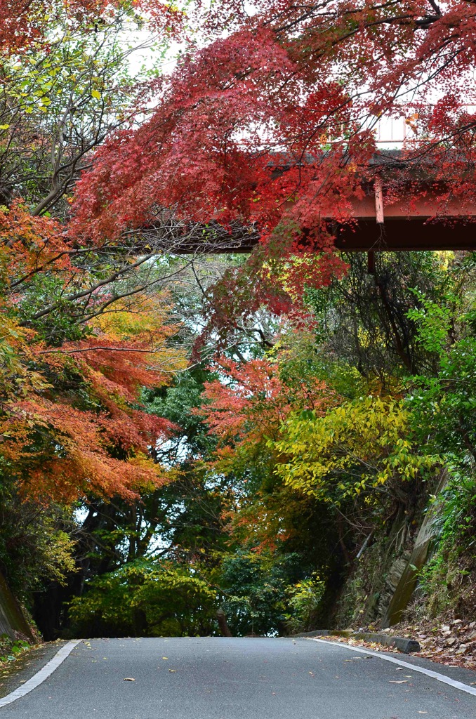 紅葉の通り道