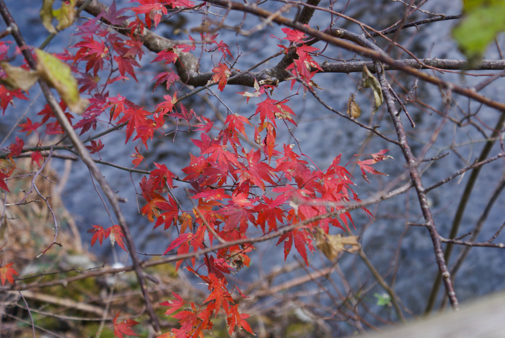 紅葉